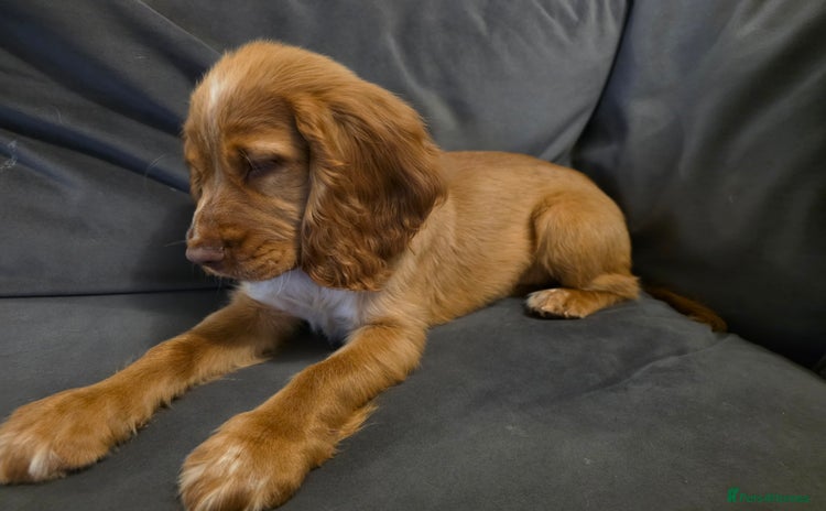 Cocker Spaniel dogs - Advert 1