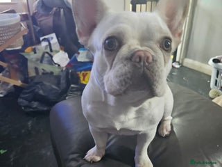 French Bulldog dogs - Advert 1