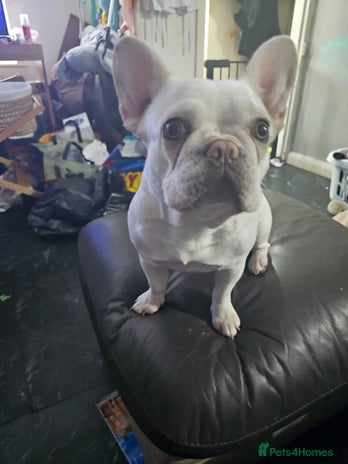 French Bulldog dogs - Advert 3