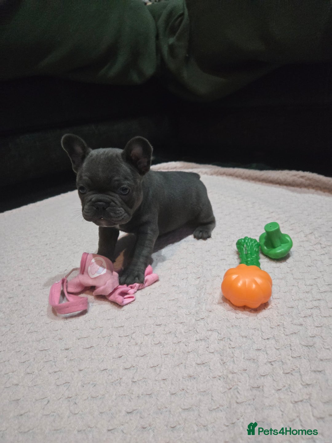 French Bulldog dogs for sale: French bulldog pups ready in 2 weeks - Advert 8