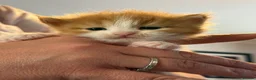 Mixed Breed cats for sale: Maine coon x ragdoll kittens - Advert 14