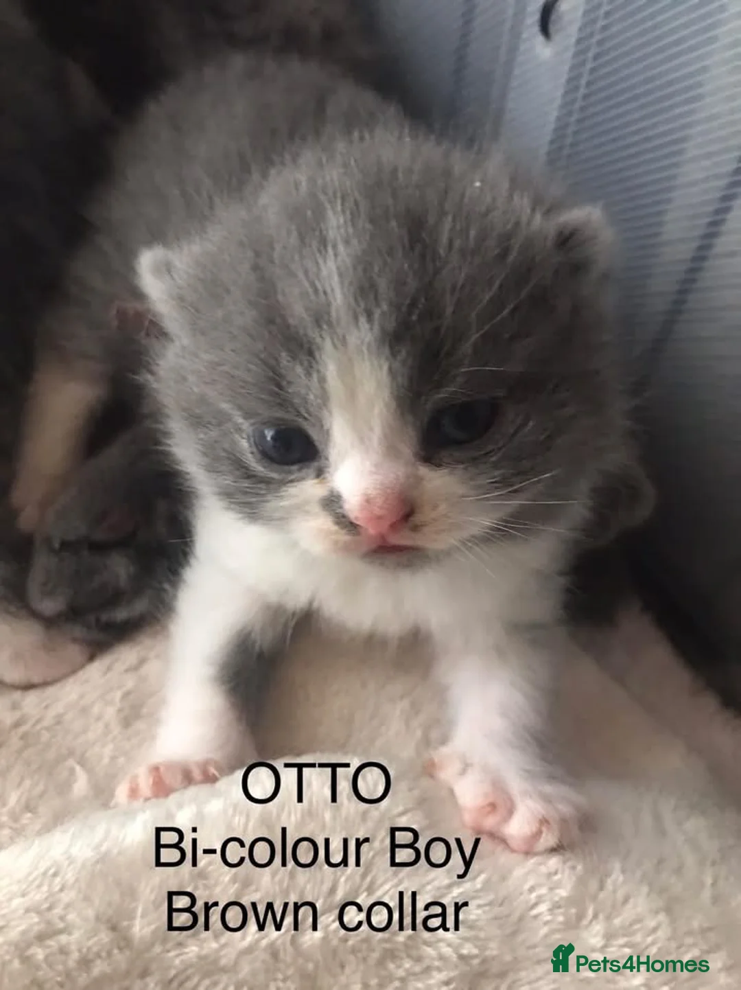 British Shorthair cats for sale: GCCF Registered Bi-colour and Blue Kittens - Advert 22