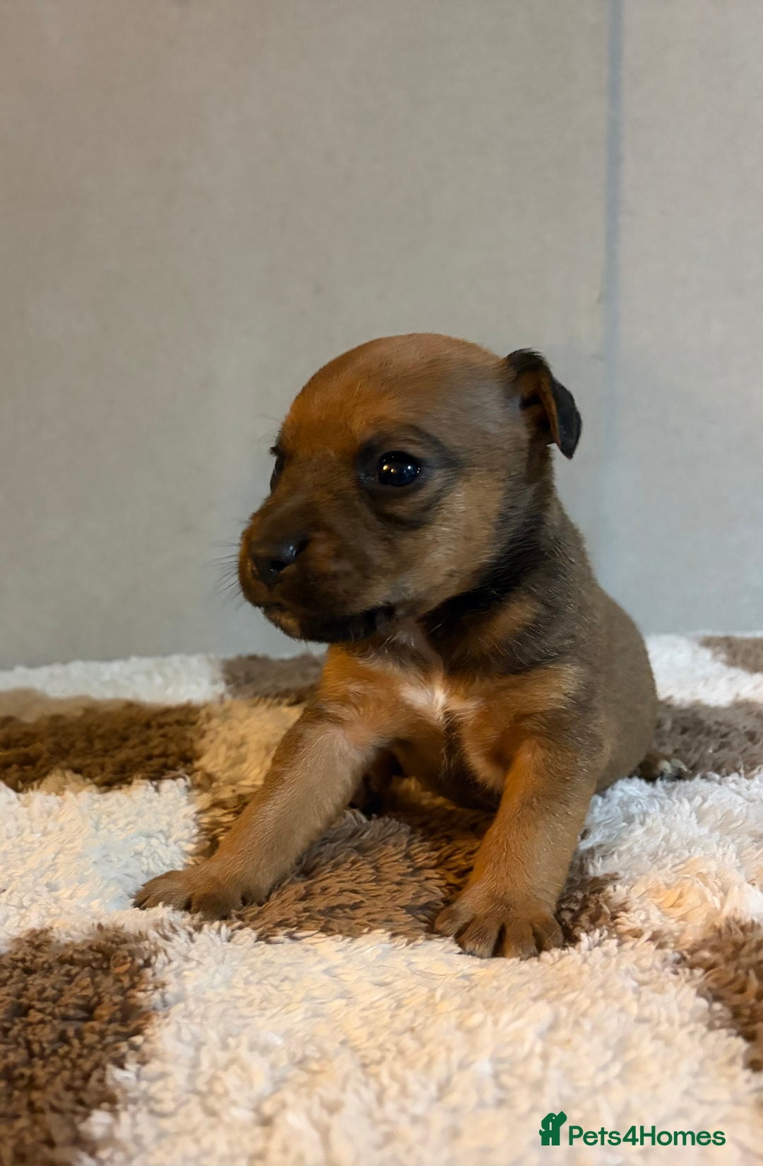 Mixed Breed dogs for sale: 6 Lakeland x Russell puppies  - Advert 4