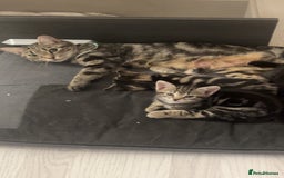 British Shorthair cats for sale: 1 Females kitten  - Advert 1