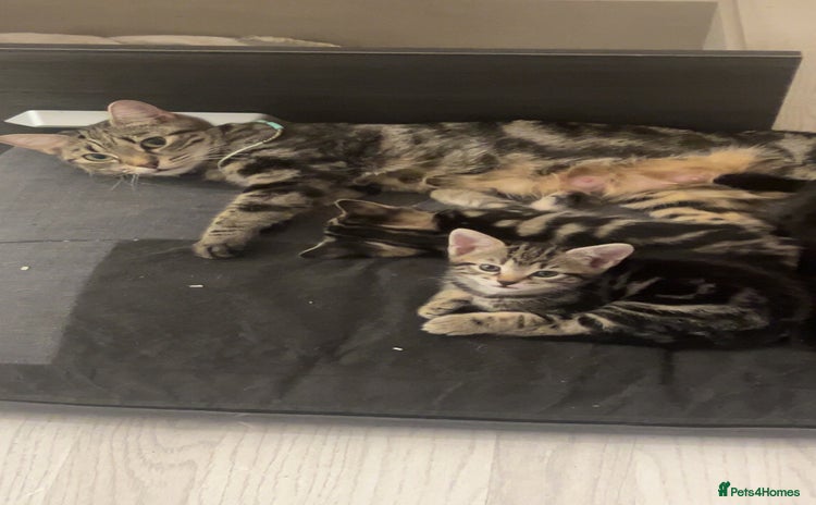 British Shorthair cats 1 Females kitten  - Advert 1