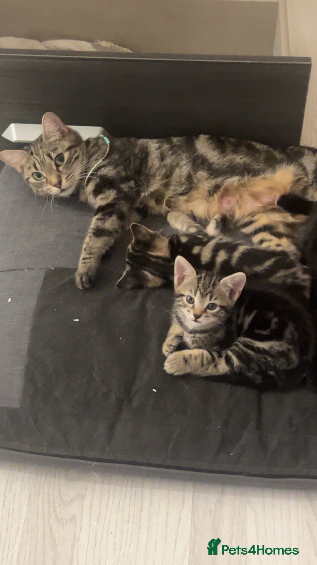 British Shorthair cats for sale: 1 Females kitten  - Advert 1