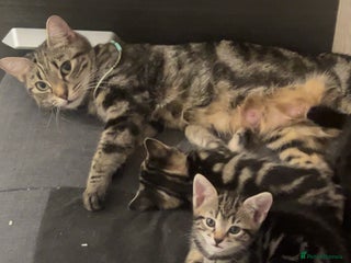 British Shorthair cats for sale: 1 Females kitten - Advert 1