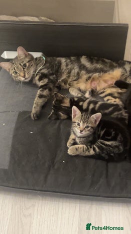 British Shorthair cats 1 Females kitten - Advert 1