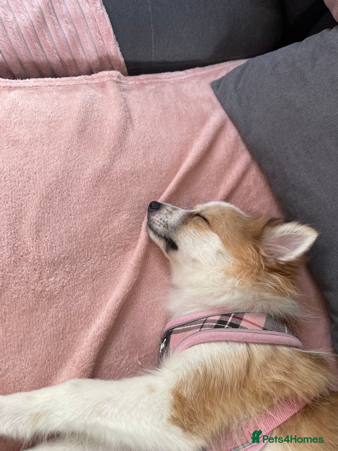 German Spitz dogs for sale: 🐾 10-Month-Old German Spitz Puppy - Image 11