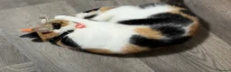 Mixed Breed cats for sale: Beautiful cat  - Advert 7