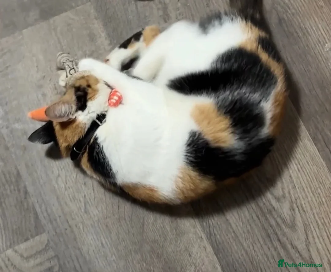 Mixed Breed cats for sale: Beautiful cat  - Advert 7