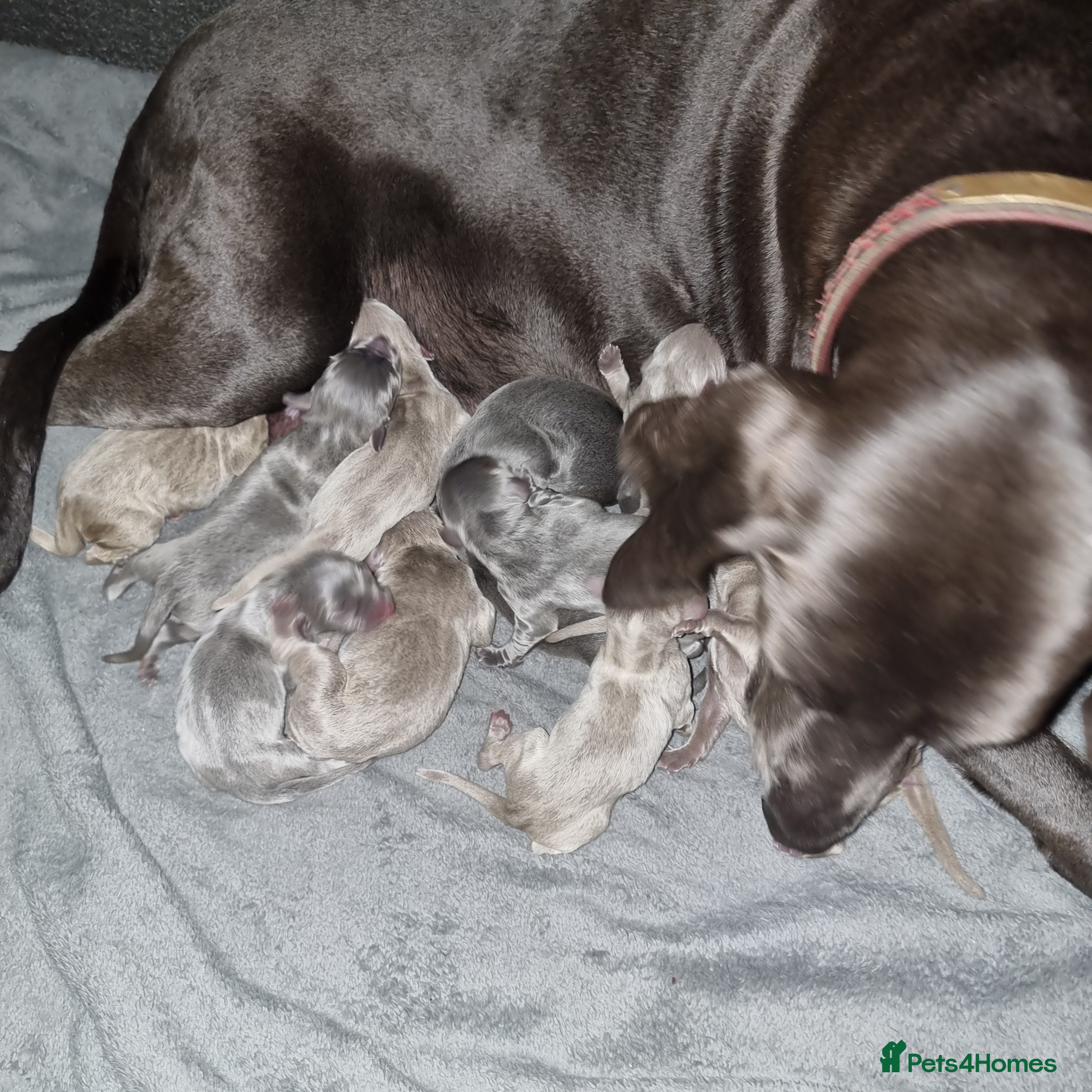 Weimaraner dogs Blue and Silver Weimaraner  - Advert 2