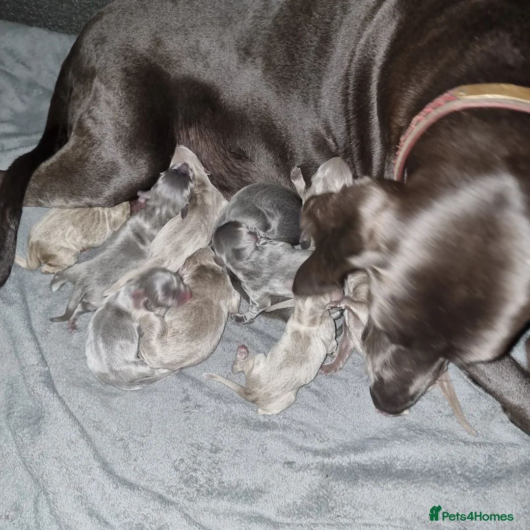 Weimaraner dogs for sale: Blue and Silver Weimaraner  - Advert 2