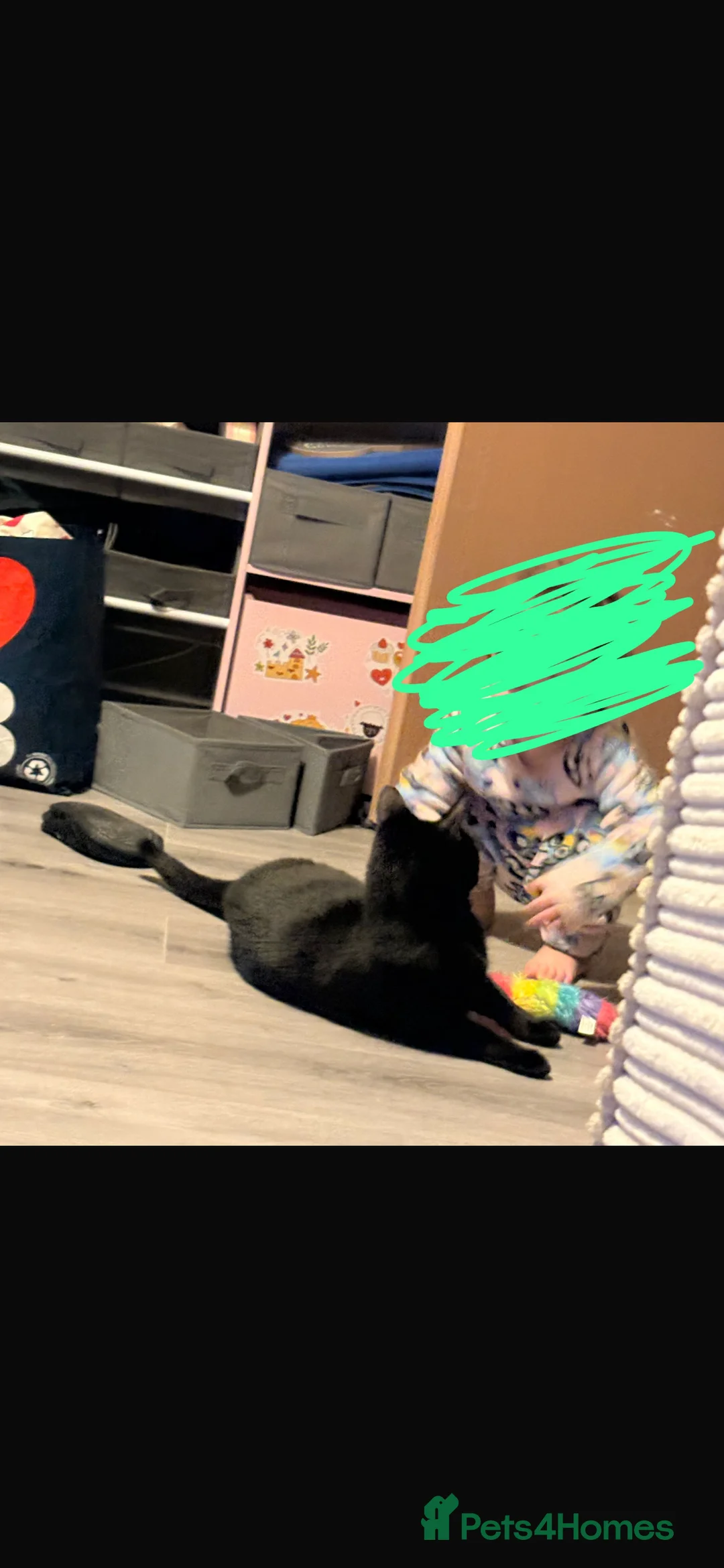 Mixed Breed cats for sale: 2 Beautiful Male Adult cats in Letchworth Garden City - Advert 2