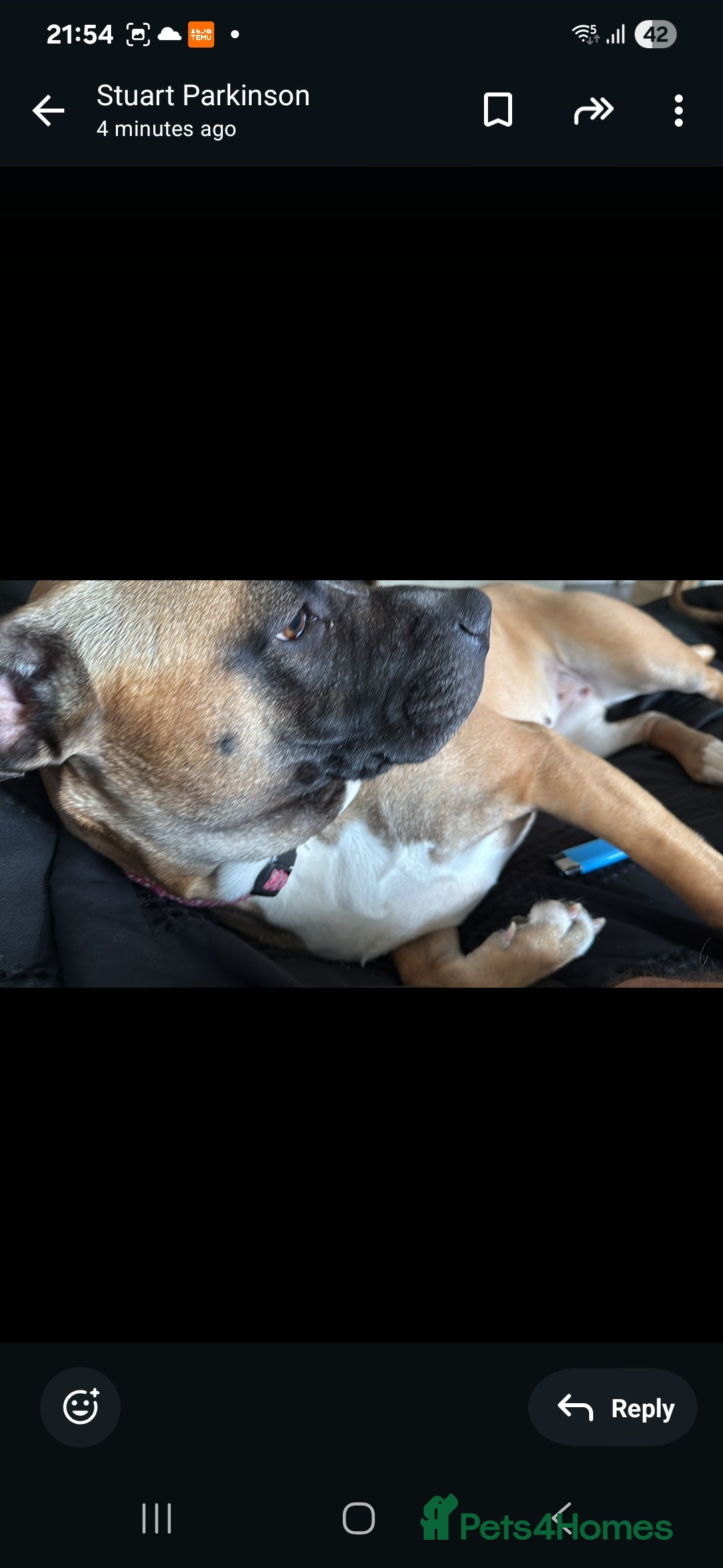 Mixed Breed dogs for sale: Pair of female staffie bull terriors x  - Image 2