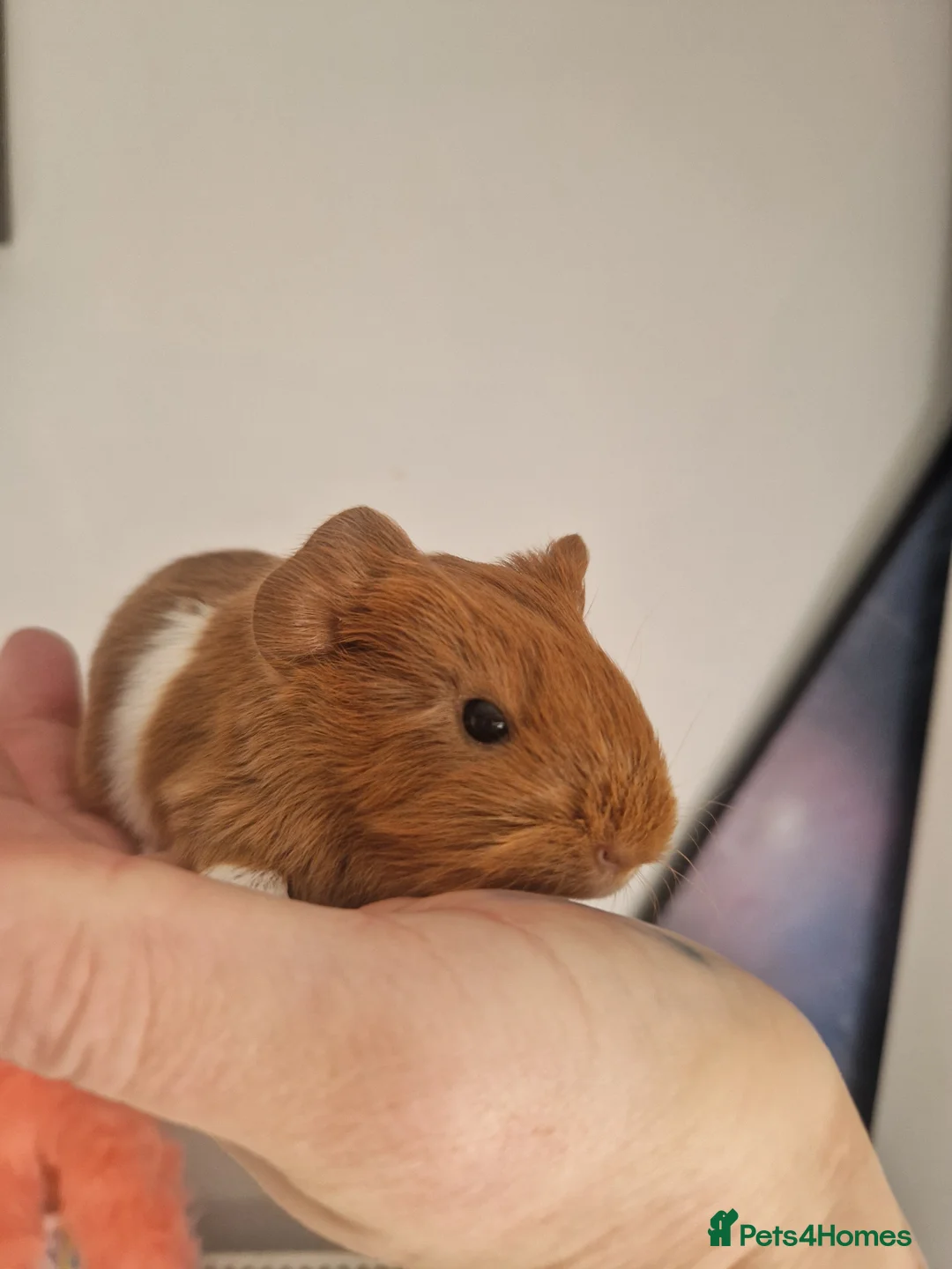 Guinea Pig rodents for sale: Baby Guinea Pigs READY NOW  - Advert 5