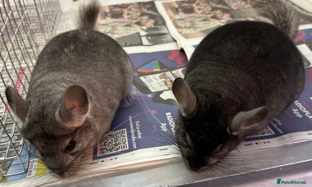 Chinchilla rodents for sale: Billy & Bobby, fabulous standard brothers, v.tame - Advert 3