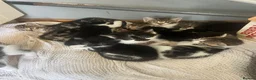 Mixed Breed cats for sale: Very friendly and used to family chaos!!  in Shipston-on-Stour - Advert 6