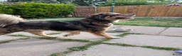 Mixed Breed dogs for stud: FOR STUD ONLY - Advert 13