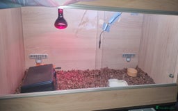 Python Snake reptiles for sale: I haven't got time for the snake  - Image 2