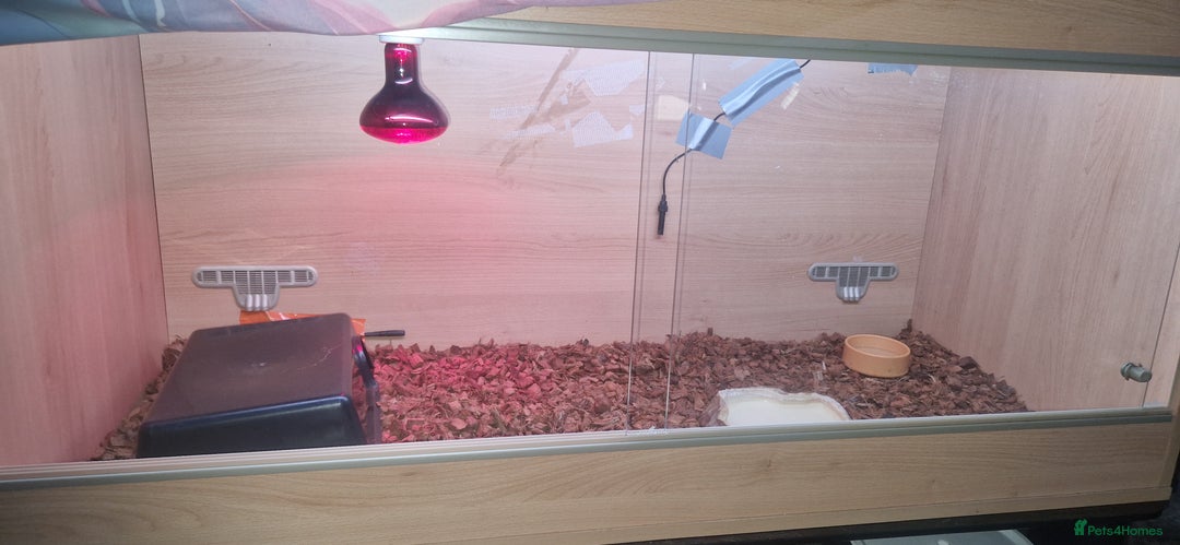 Python Snake reptiles for sale: I haven't got time for the snake  - Image 2