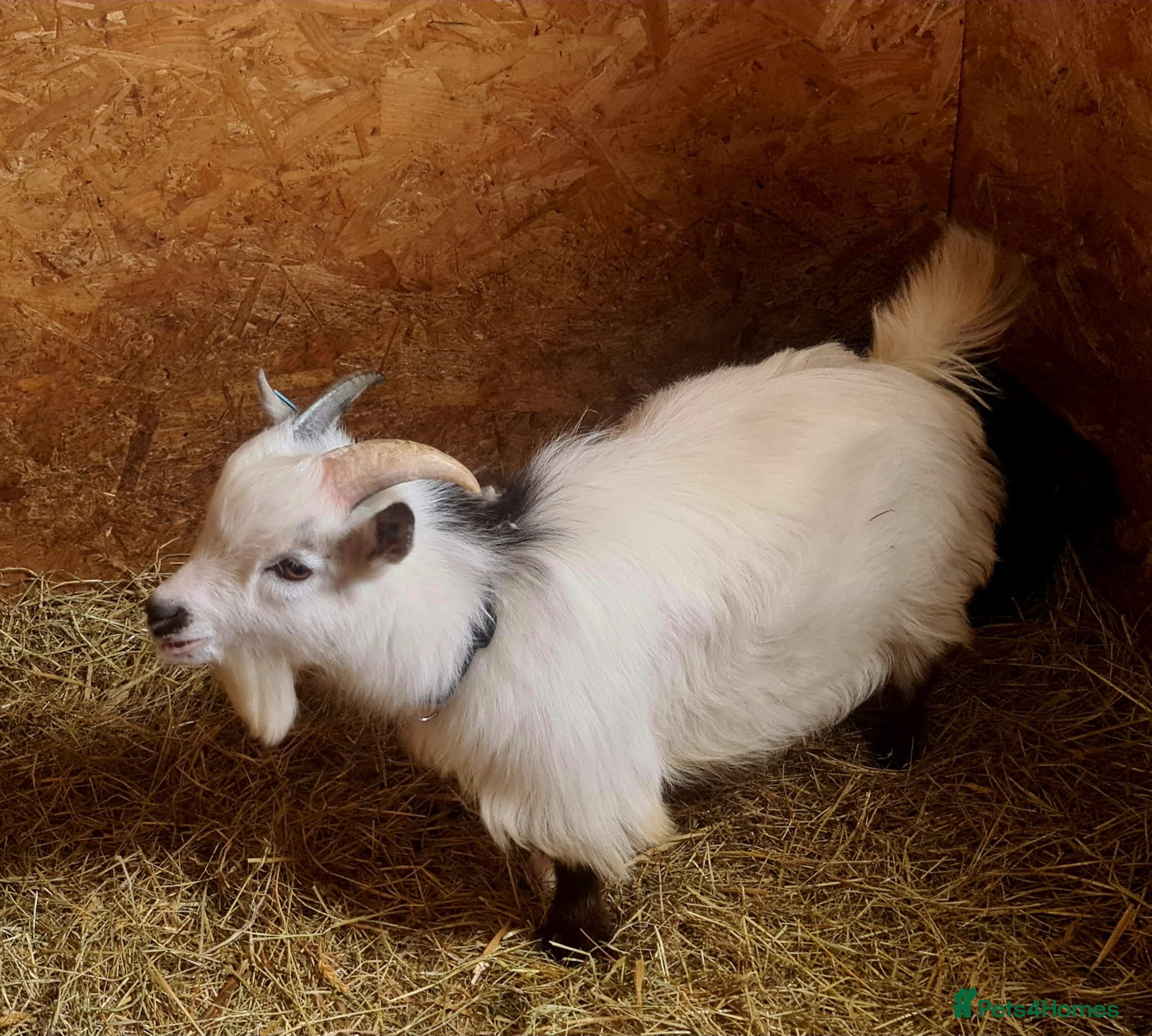Goats livestock Registered Pygmy Billy Goat - Advert 5