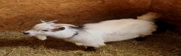 Goats livestock for sale: Registered Pygmy Billy Goat - Advert 1