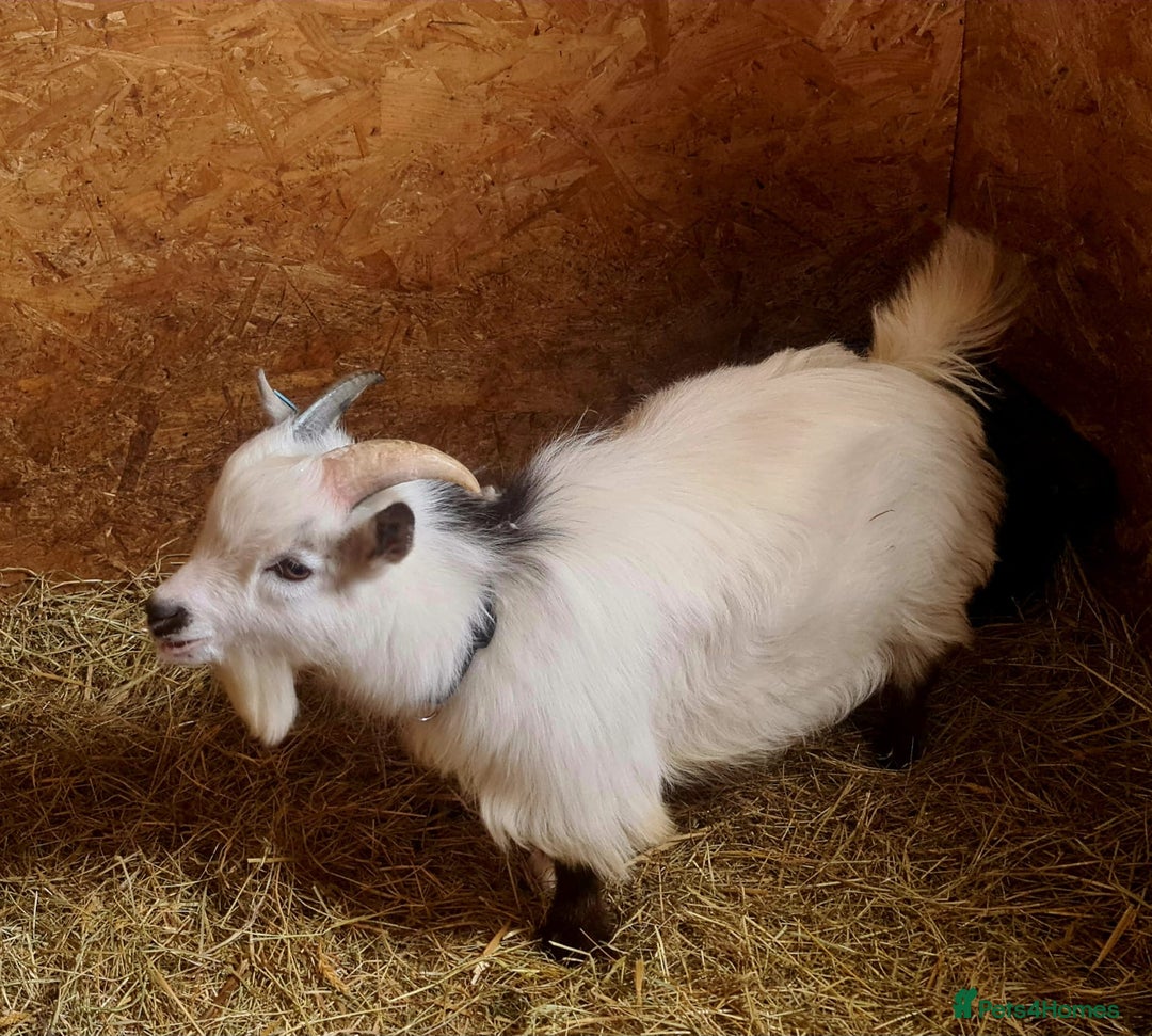 Goats livestock for sale: Registered Pygmy Billy Goat - Advert 1