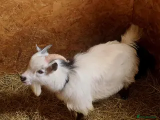Goats livestock Registered Pygmy Billy Goat - Advert 3
