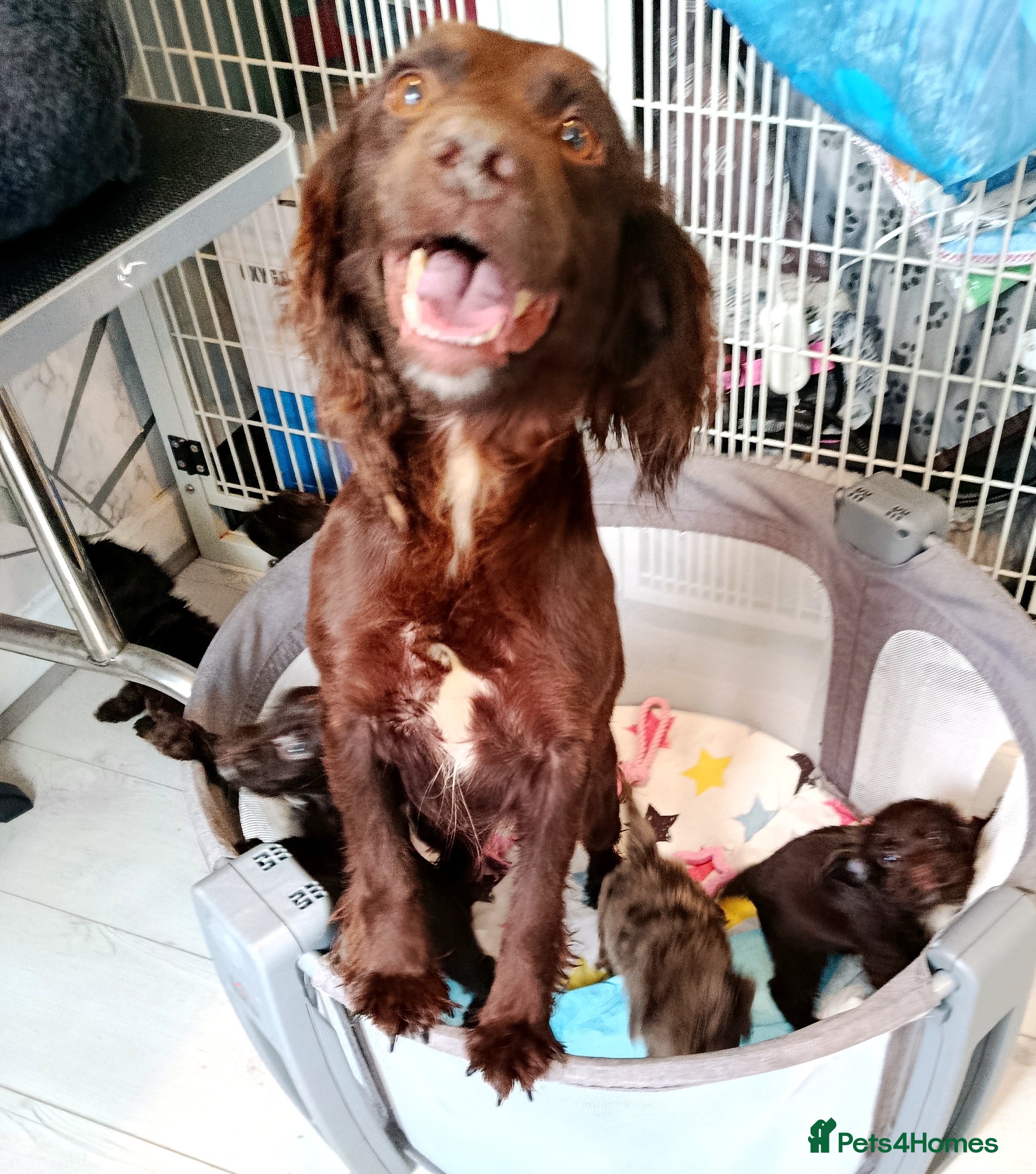 Mixed Breed dogs F1 COCKERPOO FULLY VACCINATED  - Advert 2