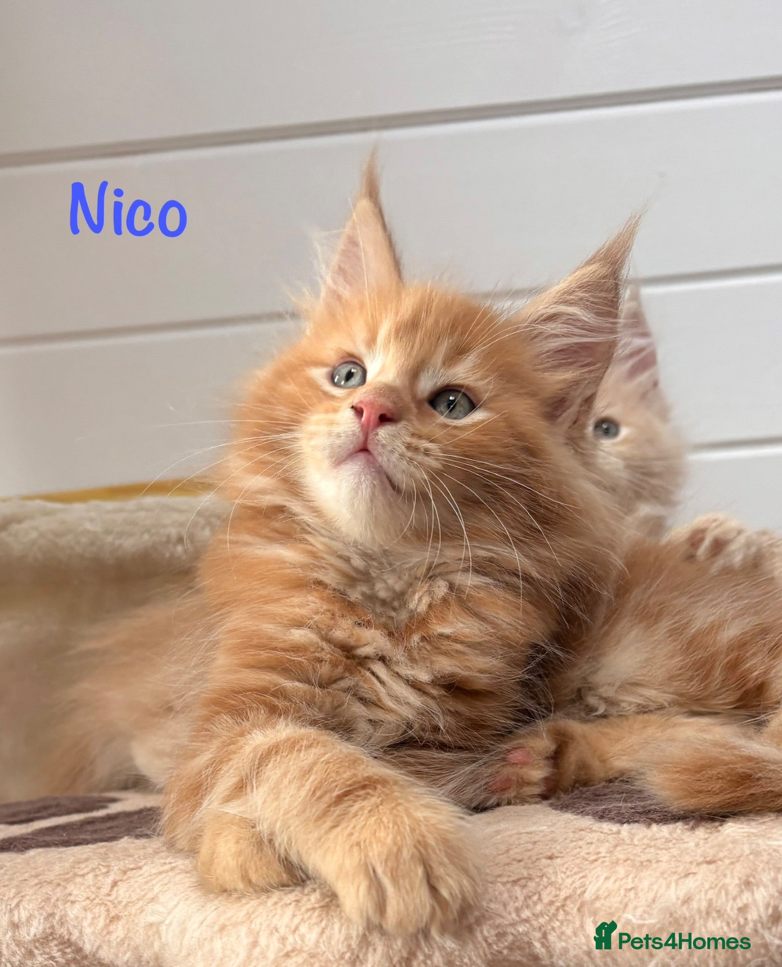 Maine Coon cats Beautiful Maine Coon Kittens-Ready Soon - Advert 2