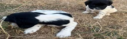 English Springer Spaniel dogs for sale: Healthy springer spaniel pups - Advert 21