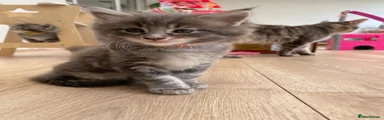 Maine Coon 3 (orange)