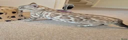 Bengal cats for sale: Seal Mink Rosetted Male Bengal - stud - Advert 5