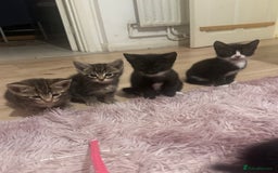 Mixed Breed cats for sale: 6 playful kitties ready to leave - Image 1