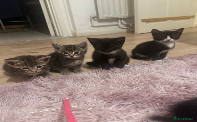 Mixed Breed cats - Advert 1