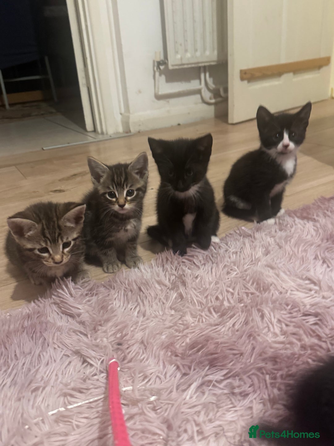 Mixed Breed cats for sale: 6 playful kitties ready to leave - Image 1