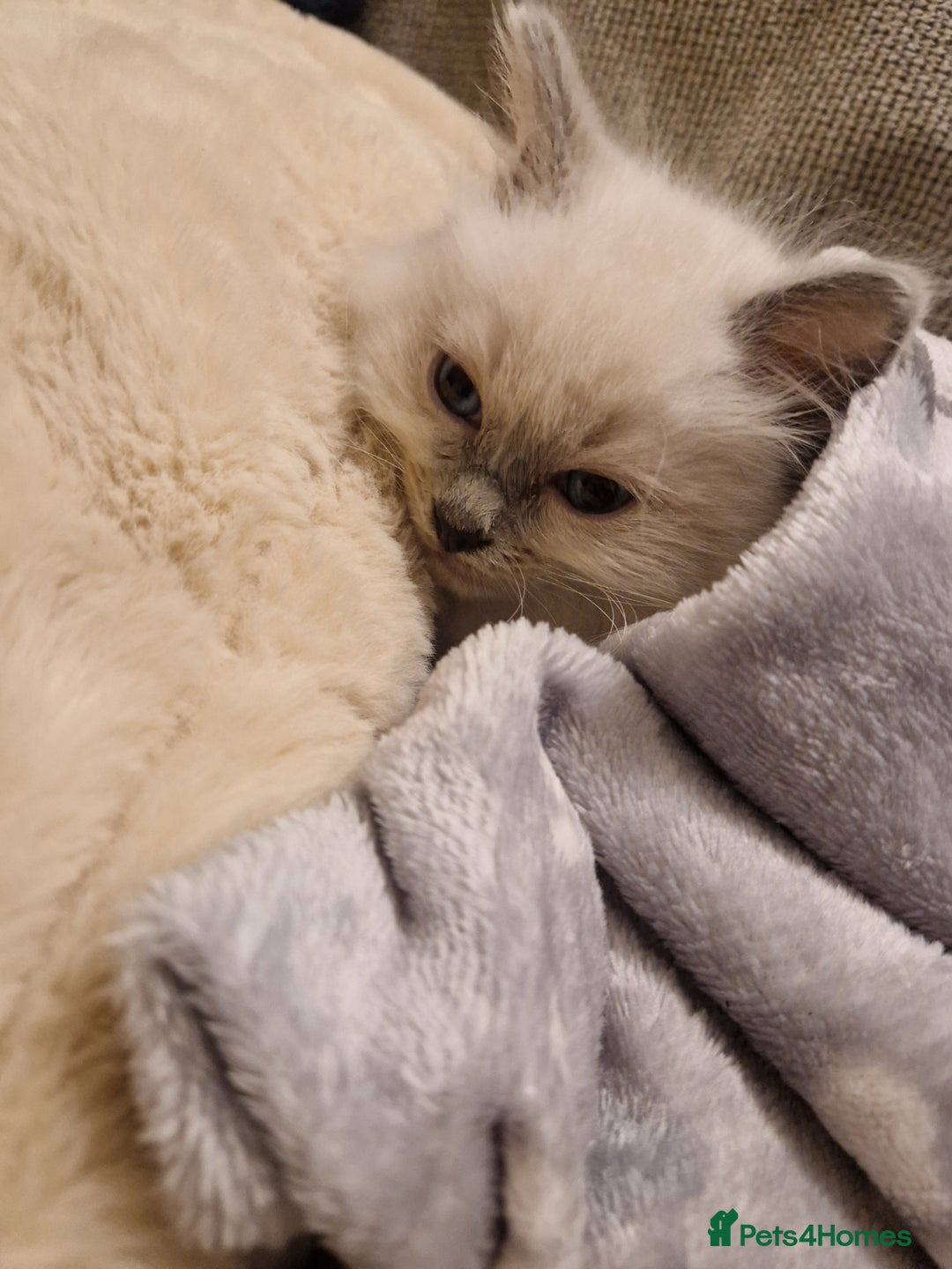 Ragdoll cats for sale: Adorable Ragdoll Kitten Ready for a loving home - Advert 5