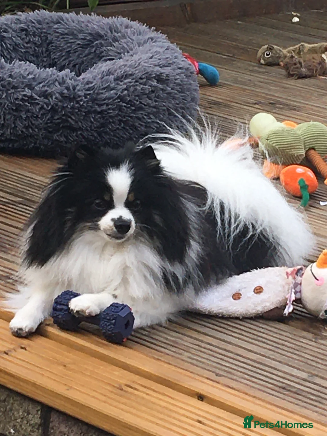 Pomeranian dogs for sale: Tiny cute blue merle Pomeranian boys in Blackpool - Advert 1