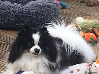 Pomeranian dogs Tiny cute blue merle Pomeranian boys in Blackpool - Advert 6