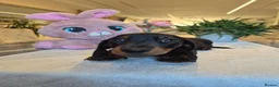 Miniature Dachshund dogs for sale: Beautiful Miniature Dachshund Ready to leave!♥️💙 - Advert 10