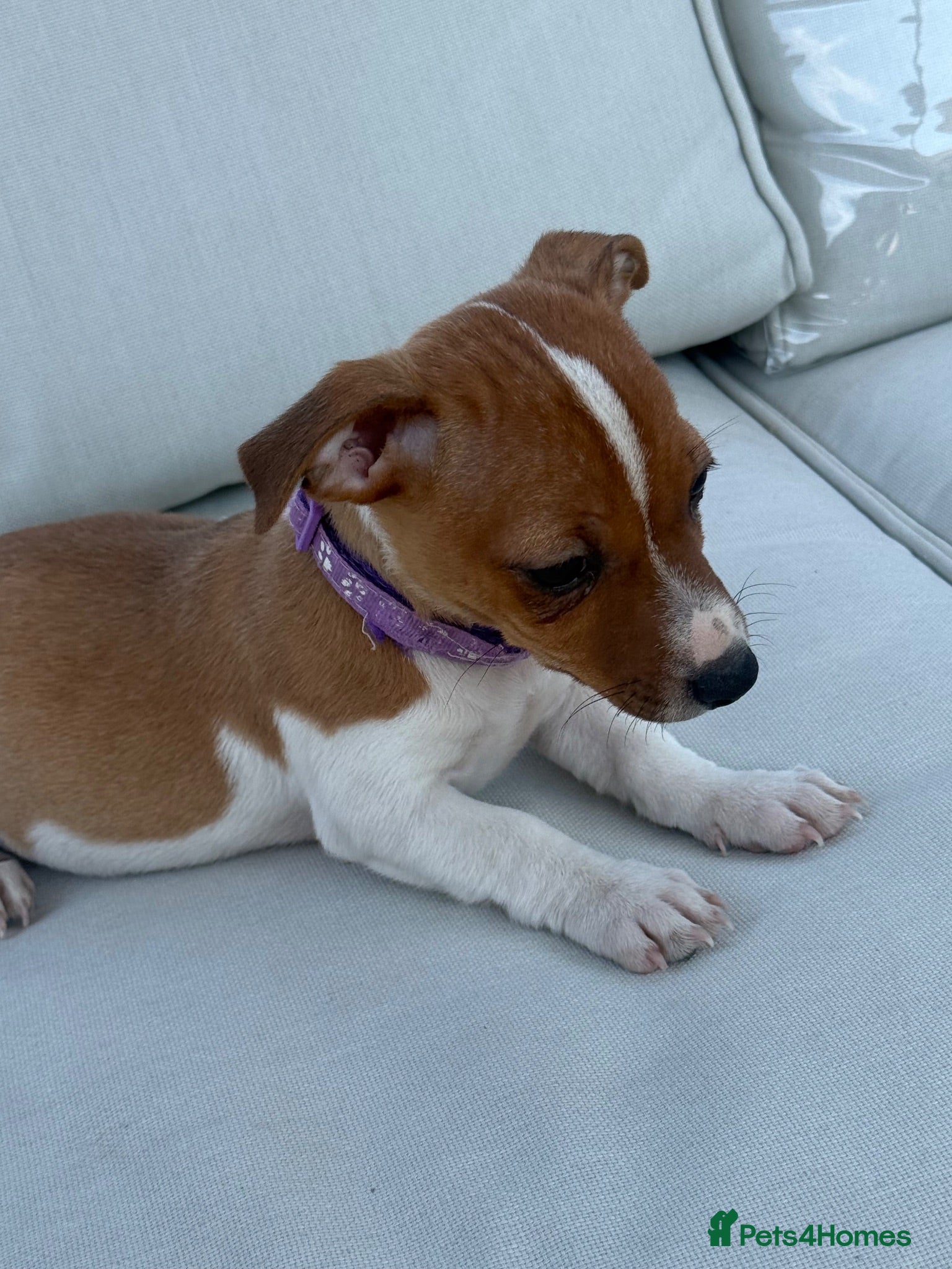 Jack Russell dogs Beautifull Jack Russell puppies  - Advert 2