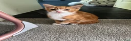 Mixed Breed cats for sale: Ginger kitten  - Advert 1