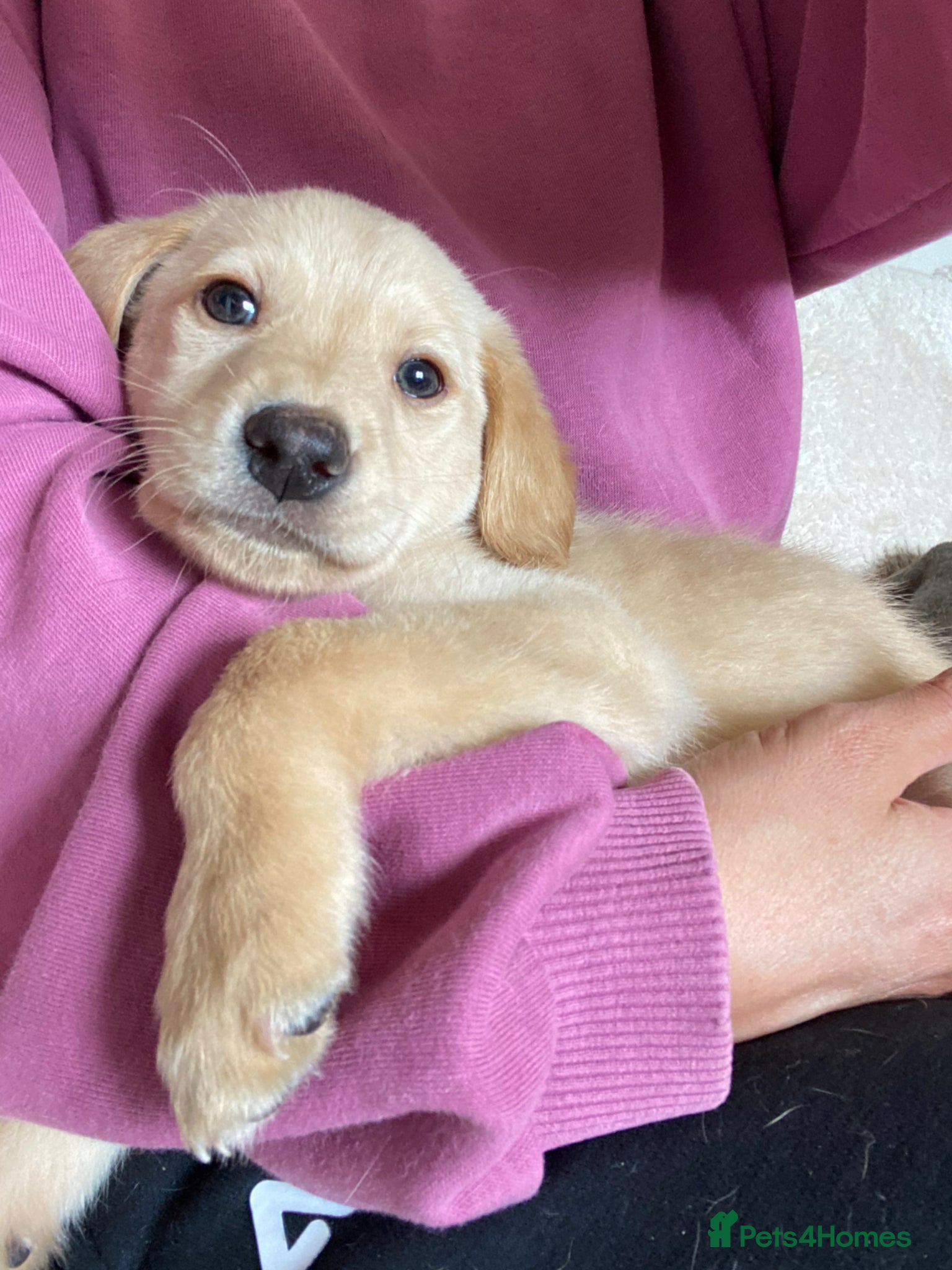 Mixed Breed dogs Lurcher puppies ready for forever homes - Advert 5
