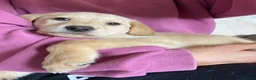 Mixed Breed dogs for sale: Lurcher puppies ready for forever homes - Advert 14