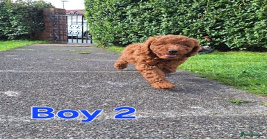 Cockapoo dogs - Advert 10
