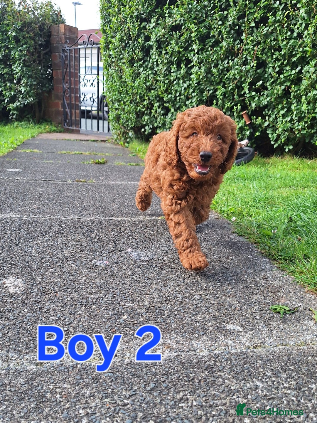 Cockapoo dogs for sale: READY NOW: 2x F1b curly red cockapoo boys - Image 2