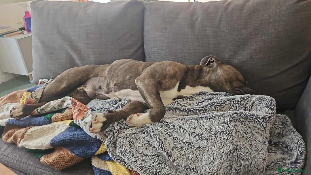 Staffordshire Bull Terrier dogs for sale: 4yr old female staffy - Image 3