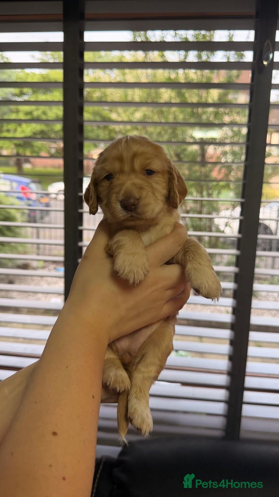 Cocker Spaniel dogs for sale: KC Reg Working Cocker Spaniel Pups ** 1 Boy Left** - Advert 25