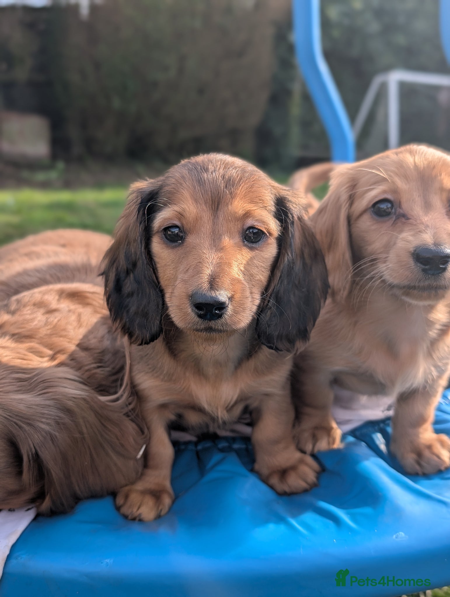 Miniature Dachshund dogs KC registered longhaired miniature dachshunds  - Advert 15